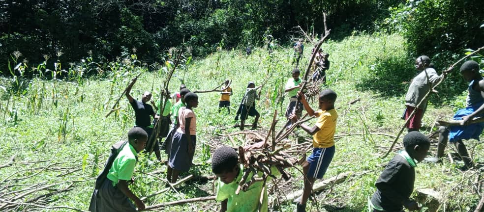 collecting firewood